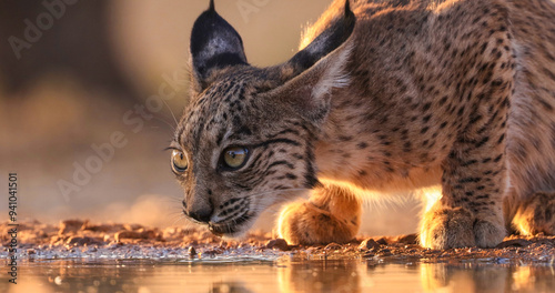 Lince ibérico en paraje natural español 