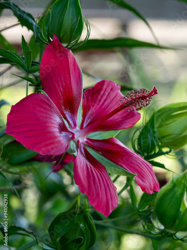 Beautiful red flower up close and details