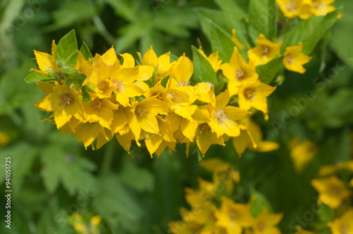 Close up of dotted loosestrife (lysimachia punctata) in bloom