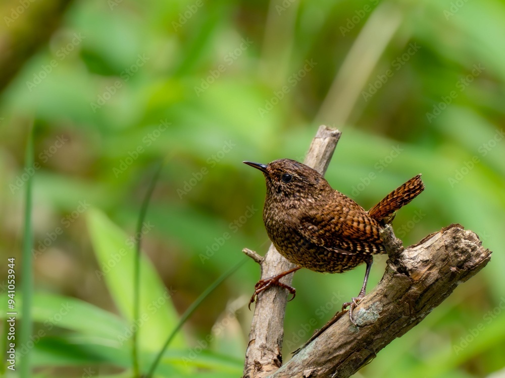 Fototapeta premium 森の中で枯れ木に留まって周りを見渡しているミソサザイ