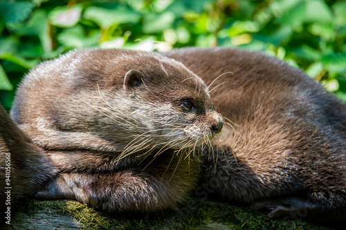 An otter lying down outside its den.