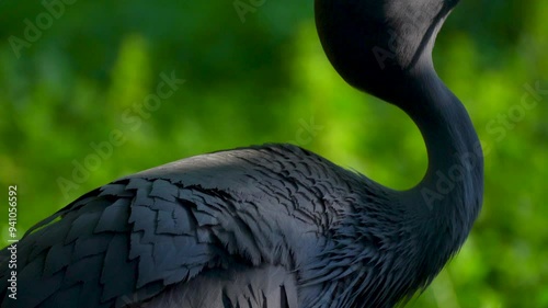 blue crane in the park