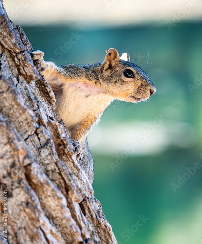 squirrel on a tree