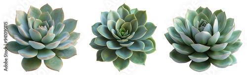 Succulent plants in various arrangements set isolated on transparent background