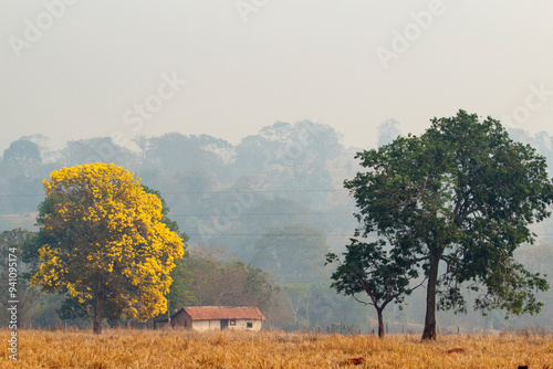 Paisagem com uma casa e árvores, um ipê amarelo florido, em um dia com muita fumaça resultante de incêndios no Brasil. photo