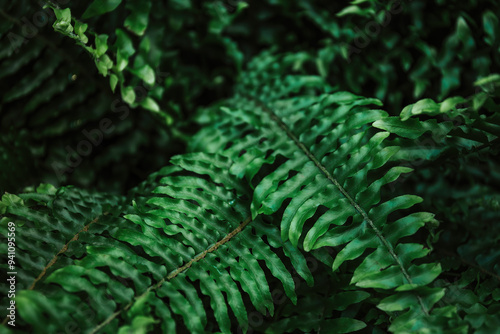 Close-Up Of Green Fern Leaves In Nature