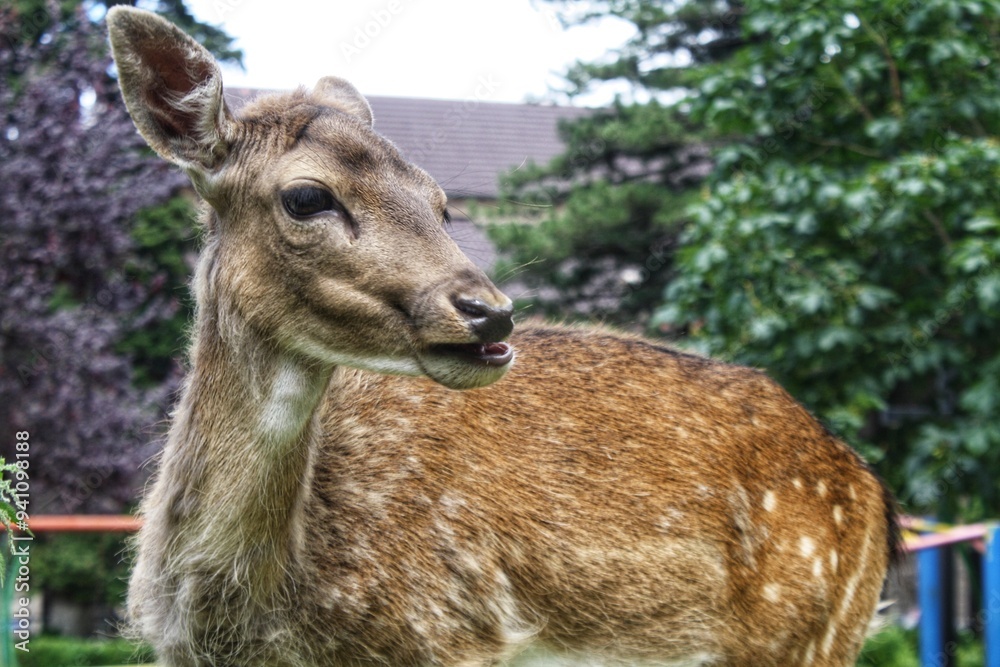 Daim à son état naturel Daim à son état naturel