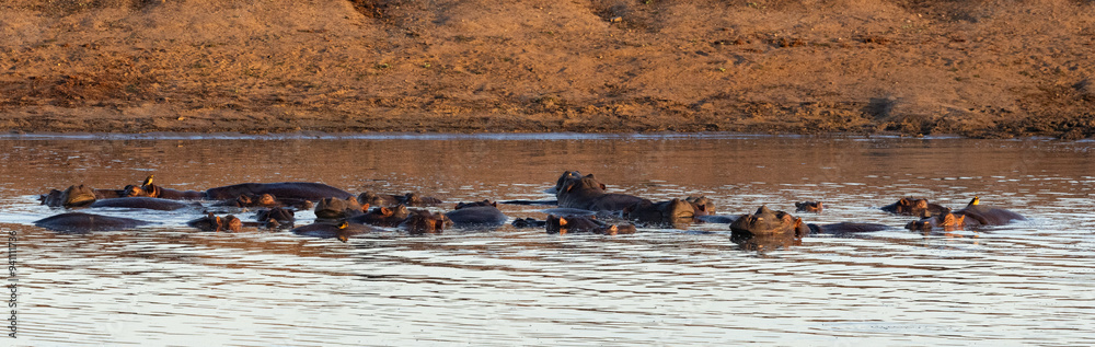 A group of hippos shortly after sunrise on a misty morning near Satara in the Kruger National Park, Limpopo, South Africa A group of hippos shortly after sunrise on a misty morning near Satara in the Kruger National Park, Limpopo, South Africa