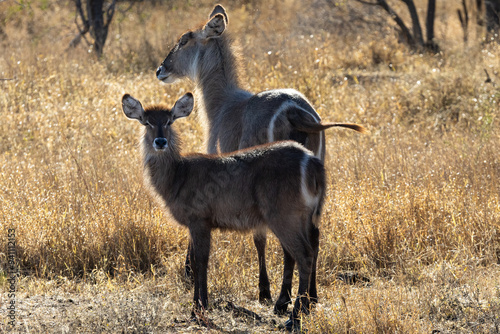 Waterbuck (Kobus ellipsiprymnus) near Satara in the Kruger National Park, Limpopo, South Africa