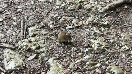 Field Mouse Foraging