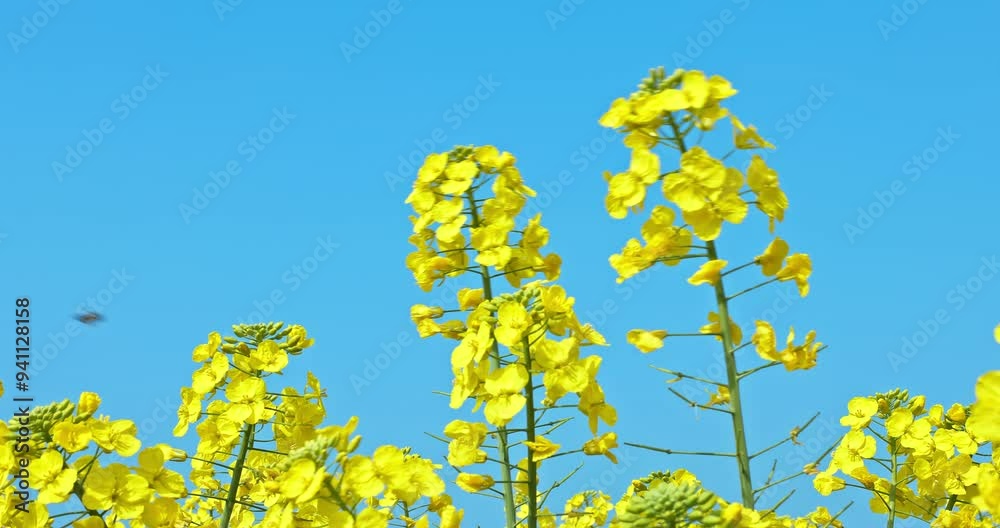 Yellow rape flowers bloom in spring. Beautiful rape blossoms swaying in the wind. Yellow rape flowers bloom in spring. Beautiful rape blossoms swaying in the wind.