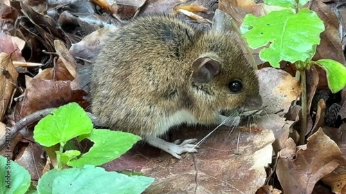 Video of a Field Mouse