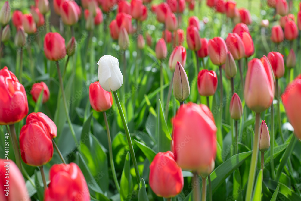 One white tulip between red tulips group. The diversity concept One white tulip between red tulips group. The diversity concept