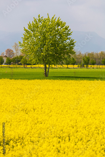 Spring landscape