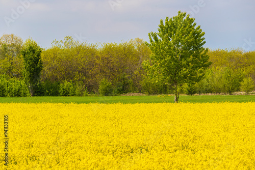 Spring landscape