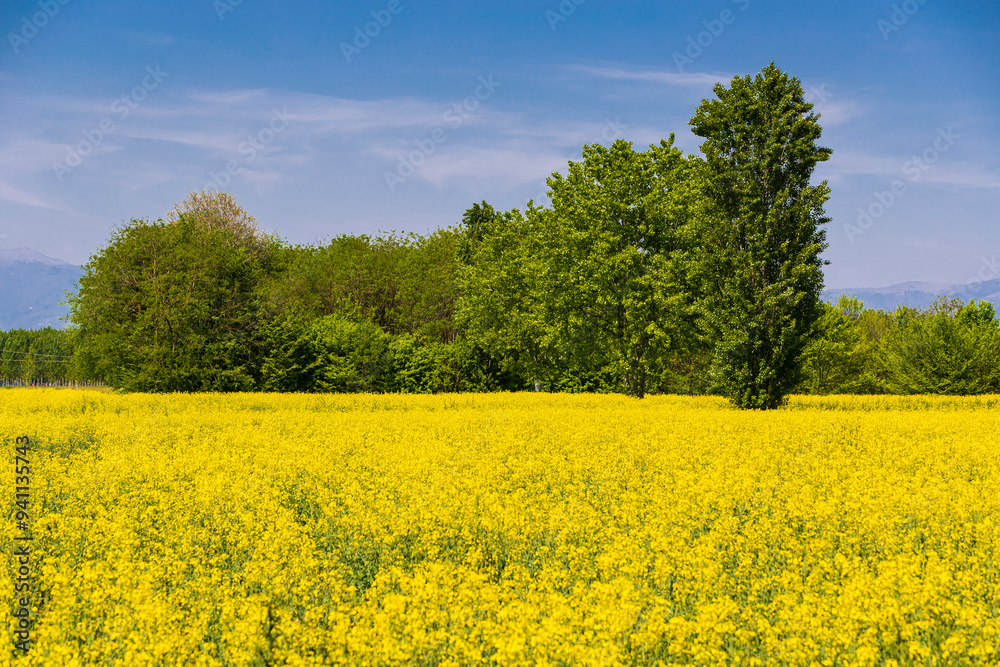 Spring landscape