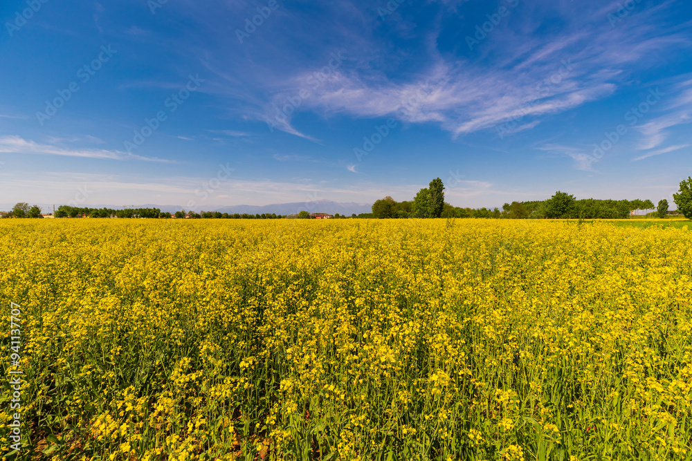 Spring landscape