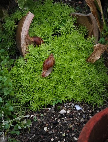 snail on garden pot