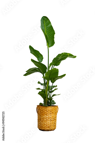 A tall green indoor plant with large, glossy leaves, placed in a decorative woven basket. Perfect for home or office decor, bringing a natural, refreshing touch to any space. Ideal for modern, minimal