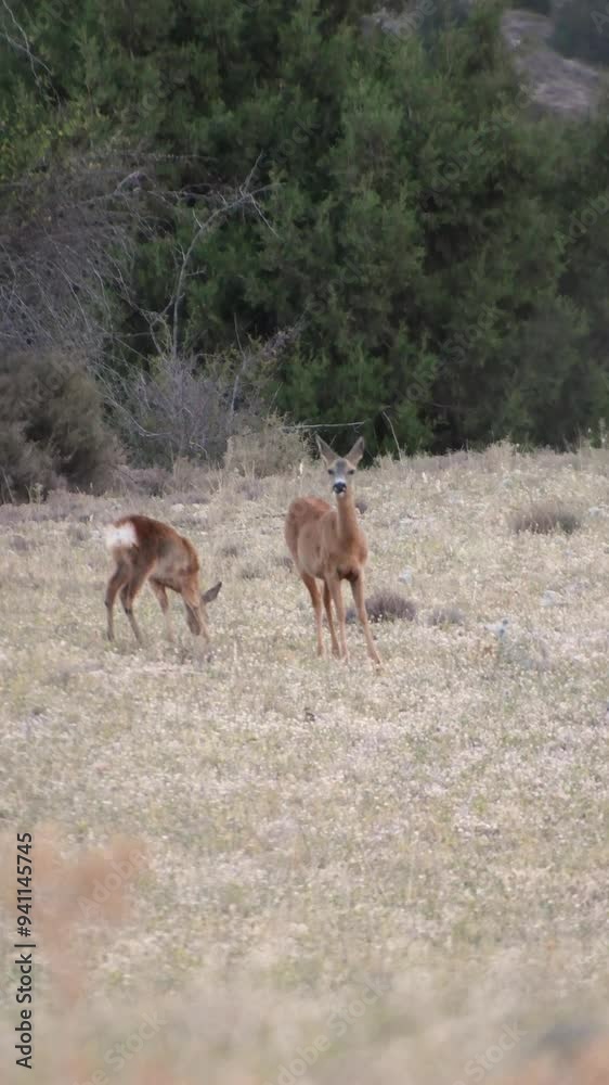 Female and calf roe deer feeding Female and calf roe deer feeding