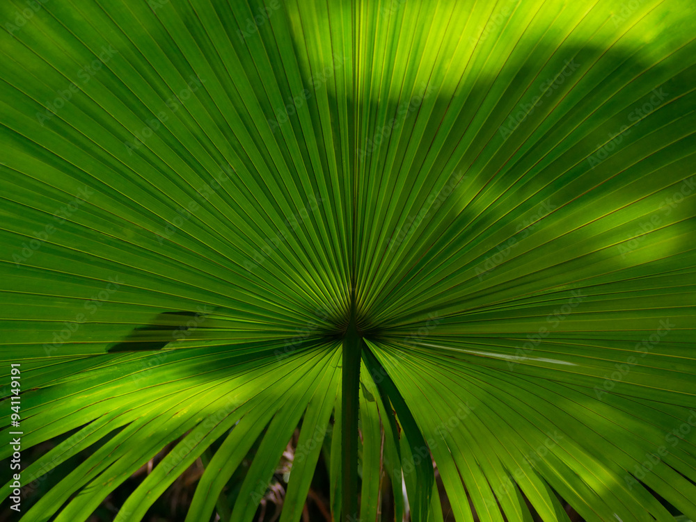 Natural palm leaf background. Pattern for design wallpaper, banner, poster, card or cover. Tropical concept Natural palm leaf background. Pattern for design wallpaper, banner, poster, card or cover. Tropical concept