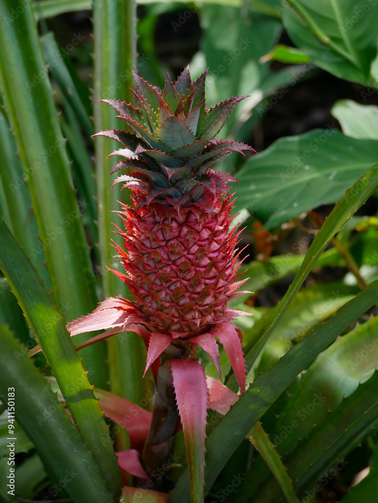 Close-up of growing pineapple fruit in a botanical garden in Puerto de la Cruz, La Orotava, Tenerife. Pattern for design wallpaper, poster, banner, card or cover. Tropical concept Close-up of growing pineapple fruit in a botanical garden in Puerto de la Cruz, La Orotava, Tenerife. Pattern for design wallpaper, poster, banner, card or cover. Tropical concept