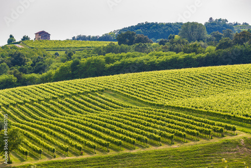Obraz na płótnie Vineyards w salonie