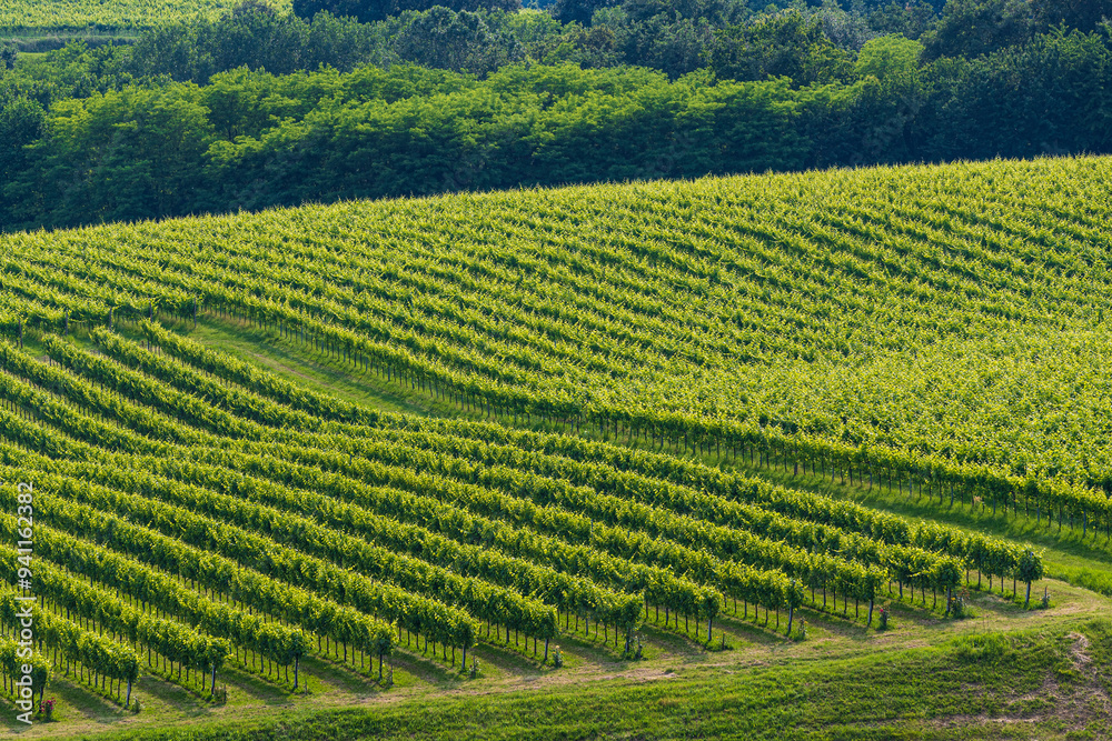 Vineyards