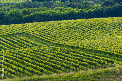 Obraz na płótnie Vineyards w salonie