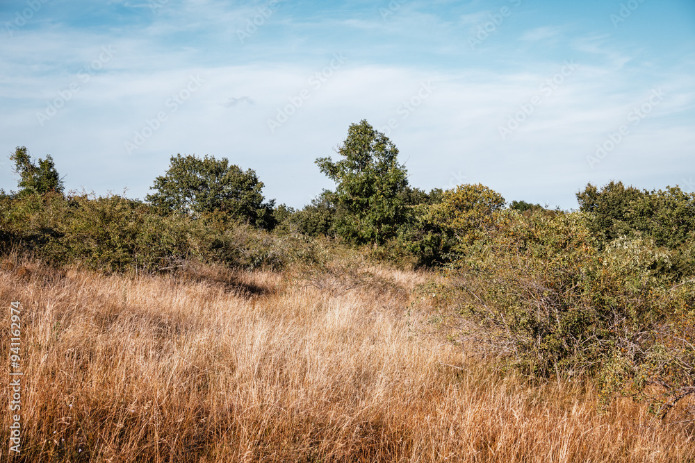 prairie sèche et buisson en été prairie sèche et buisson en été