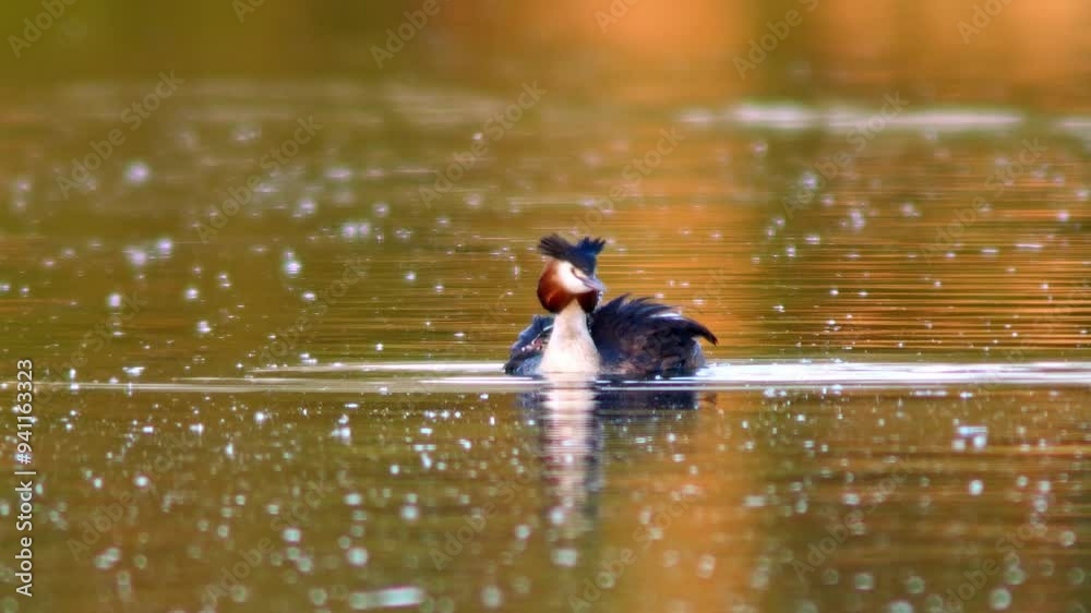 Great Crested Grebe (Podiceps cristatus) family with young chicks swims on a reflective lake on a sunny summer morning in Magdeburg, Saxony Anhalt, Germany, Europe Great Crested Grebe (Podiceps cristatus) family with young chicks swims on a reflective lake on a sunny summer morning in Magdeburg, Saxony Anhalt, Germany, Europe