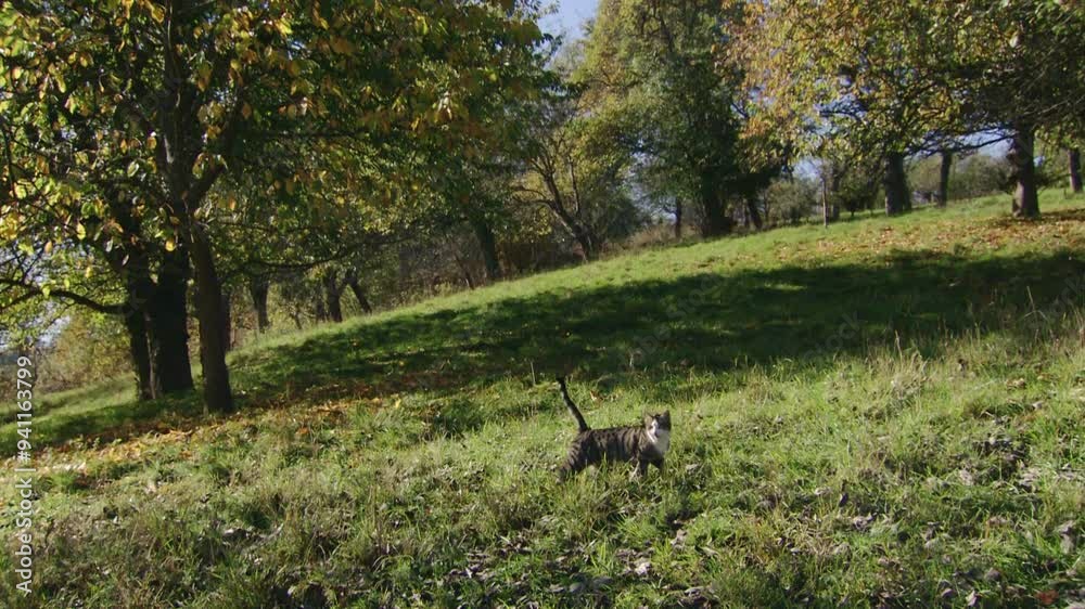 cat on an orchard meadow in autumn cat on an orchard meadow in autumn