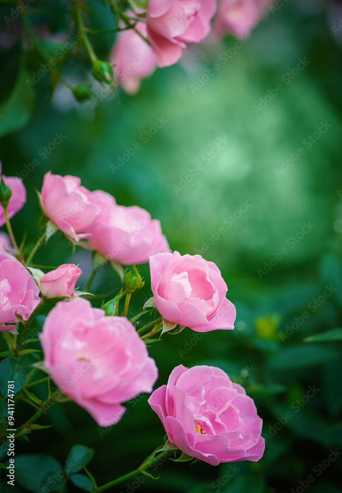 Soft petals of pink roses offer a serene and elegant floral display