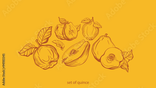 Tableau sur toile Isolated vector set of quince, fruit, quince fruits, twigs with leaves on a yellow background
