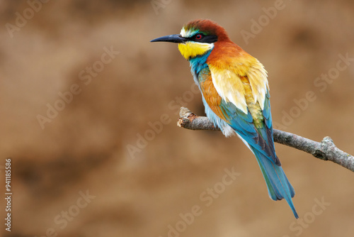 European Bee-eater sitting on a stick.A stunning scene capturing the vibrant colors and elegant features of the European Bee-eater perched gracefully on a slender twig.