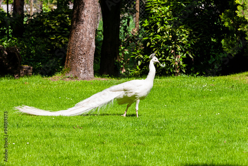 Obraz na płótnie Peacock w salonie