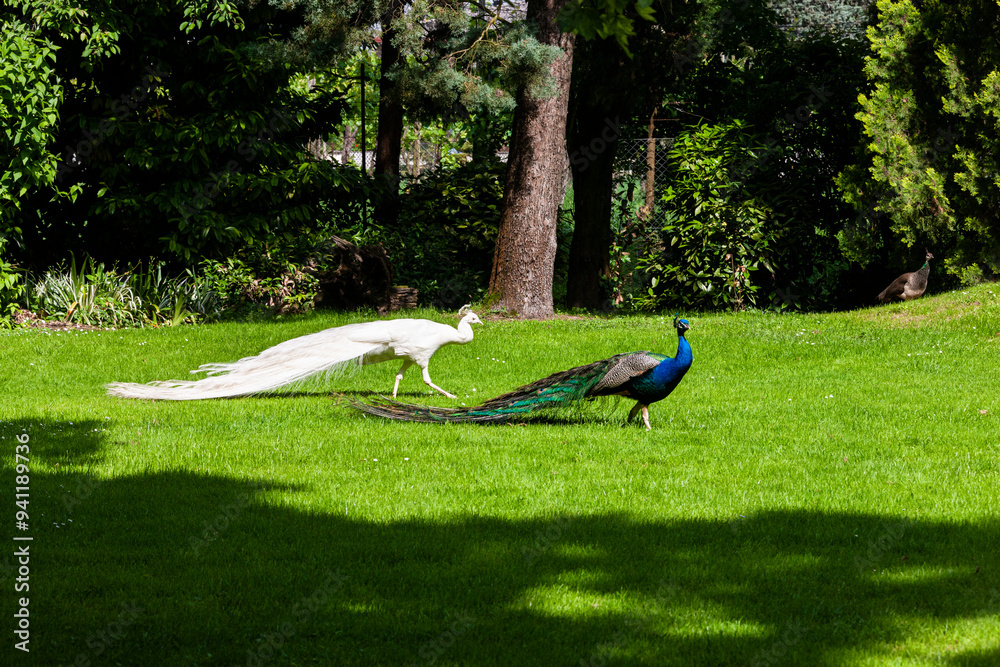 Peacocks