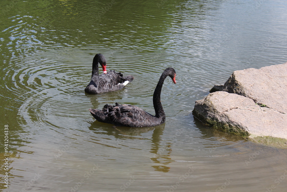 Obraz premium Black swans in the pond, in the park