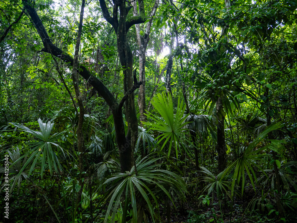 Rainforest in Tayrona National Park in Colombia. Rainforest in Tayrona National Park in Colombia.