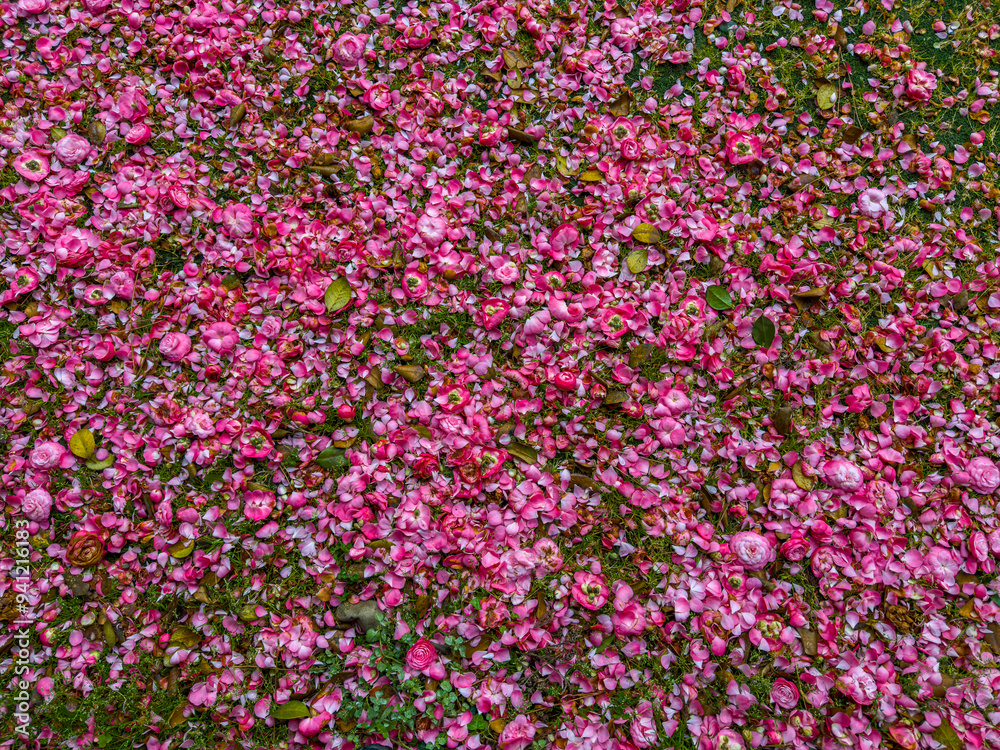 Obraz premium A mix of pink flower petals scattered on the ground with green grass and fallen leaves. The image captures the colorful contrast between delicate petals and natural elements.