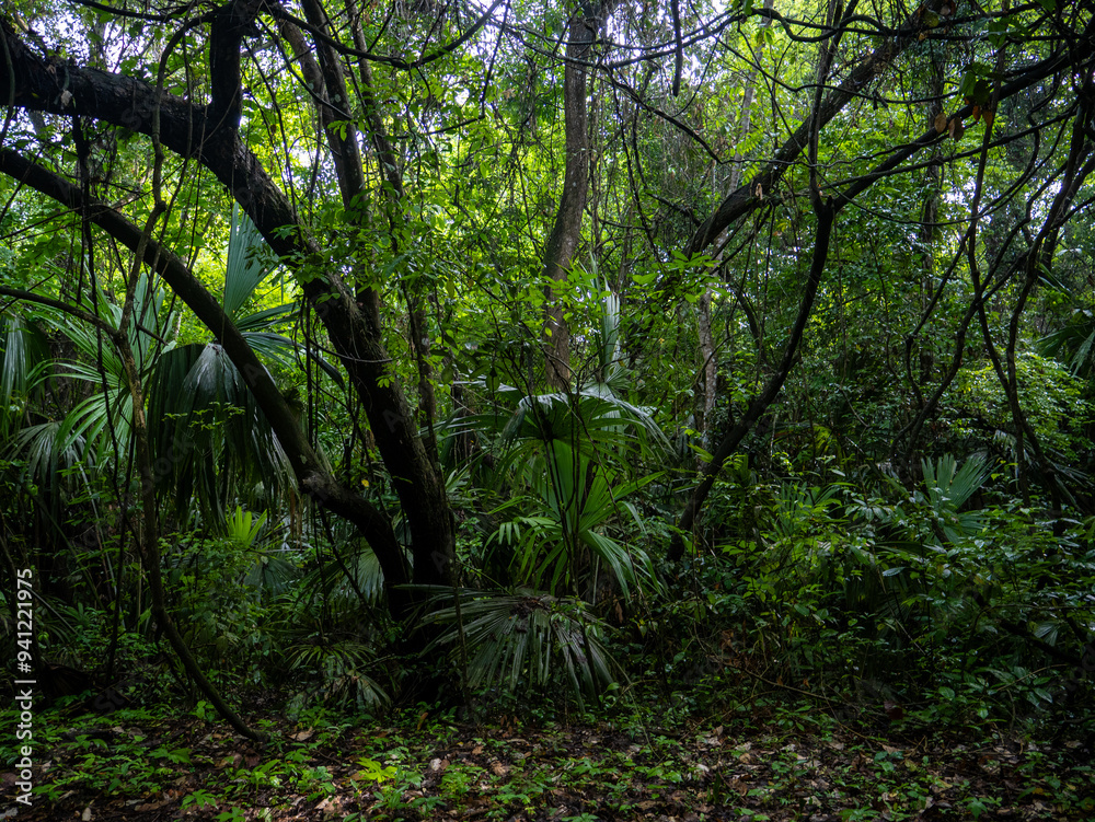 Rainforest in Tayrona National Park in Colombia. Rainforest in Tayrona National Park in Colombia.
