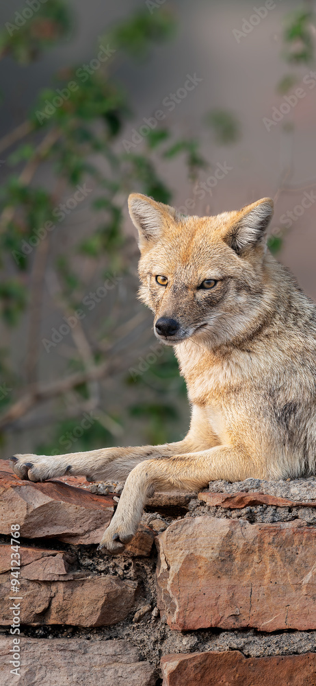 Obraz premium portrait of a jackal