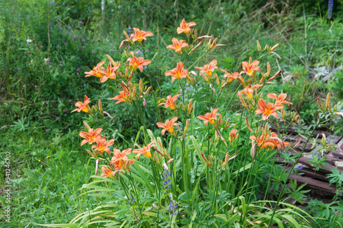 Blooming red daylilies in the garden