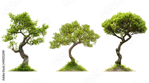 bonsai trees in different shapes isolated png transparent background