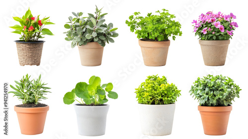 collection of potted plants isolated png transparent background
