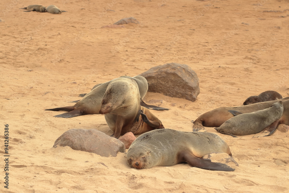 Fototapeta premium Rest After the Hunt