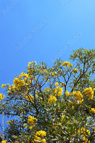 yellow tree with sky