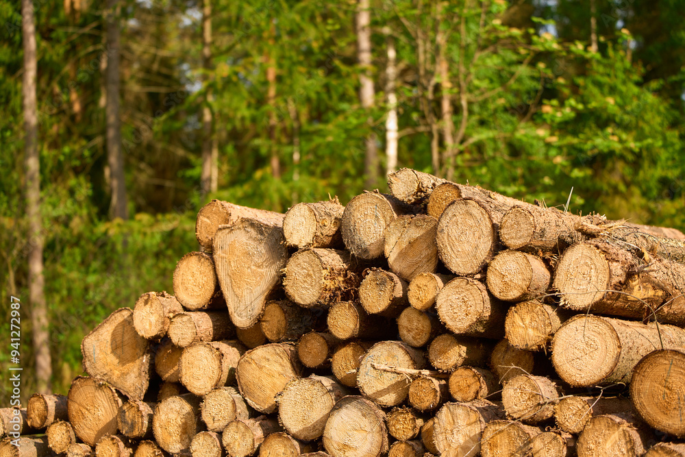 Timber Pile Surrounded by Tree Trunks Timber Pile Surrounded by Tree Trunks