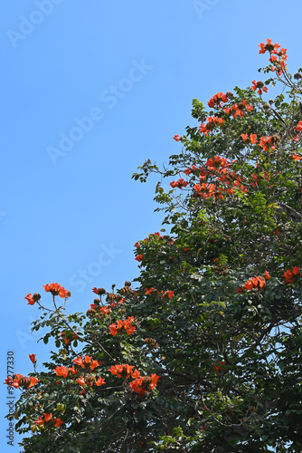red autumn leaves