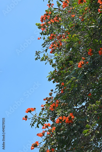 red autumn leaves against blue sky